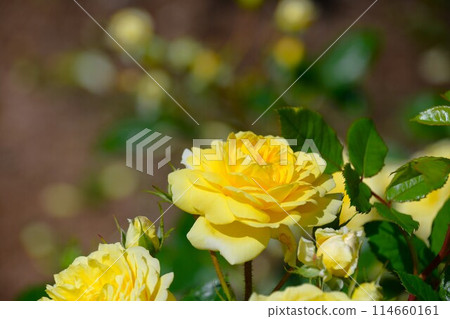 Pala flowers in full bloom at Gifu World Rose Garden 114660161