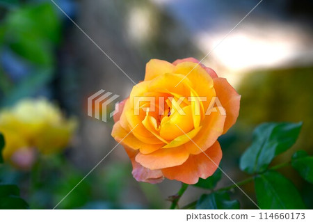 Pala flowers in full bloom at Gifu World Rose Garden 114660173