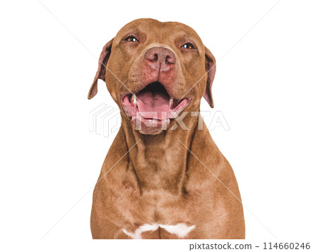 Cute, smiling brown dog. Isolated background. Close up 114660246