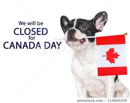 Happy Canada Day. Cute puppy and Canadian Flag 114660249
