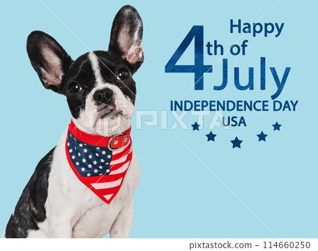 Happy Independence Day. American Flag and cute puppy Happy Independence Day. American Flag and cute puppy 114660250