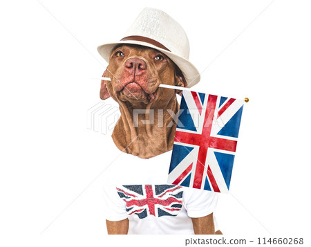 Lovable, pretty dog and British Flag. Closeup 114660268