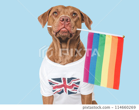 Lovable, pretty dog and Rainbow Flag. Closeup 114660269