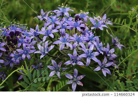 春天花園裡盛開的紫色巨鶴（Scilla peruviana）花 114660324