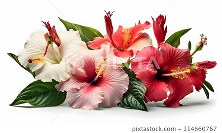Group flower of white, pink, red, maroon Hibiscus rosa-sinensis or shoeblack plant laying isolated on white background. Group flower of white, pink, red, maroon Hibiscus rosa-sinensis or shoeblack plant laying isolated on white background. 114660767