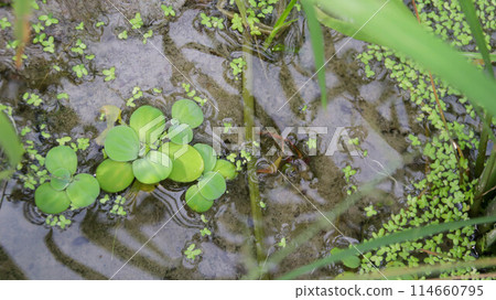 Water lettuce growing at the nature rice field under the rice plant. Water lettuce growing at the nature rice field under the rice plant. 114660795