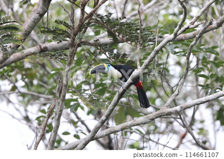 Hime Ouch Hime Ouch 114661107