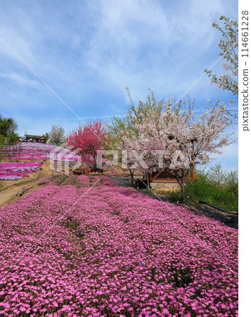 空中花田【香川縣三豐市琢間町獅子島】8 空中花田【香川縣三豐市琢間町獅子島】8 114661228