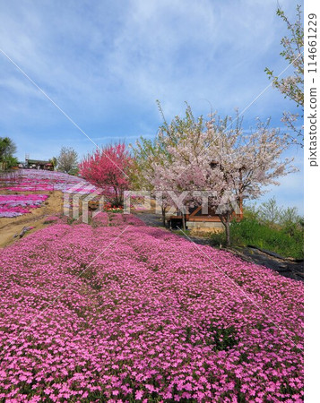 空中花田【香川縣三豐市琢磨町獅子島】7 114661229