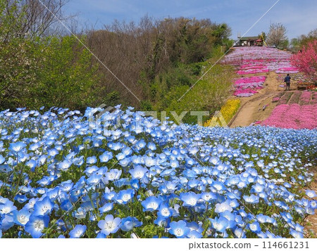 Flower Field in the Sky [Shishima, Takuma-cho, Mitoyo-shi, Kagawa Prefecture] 5 114661231