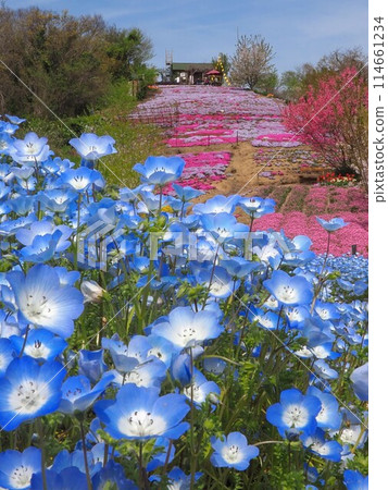Flower Field in the Sky [Shishima, Takuma-cho, Mitoyo-shi, Kagawa Prefecture] 3 114661234