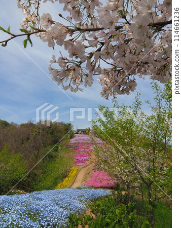 Flower Field in the Sky [Shishima, Takuma-cho, Mitoyo-shi, Kagawa Prefecture] 2 114661236