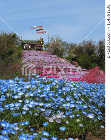 Flower Fields in the Sky [Shishima, Takuma-cho, Mitoyo-shi, Kagawa Prefecture] 114661238