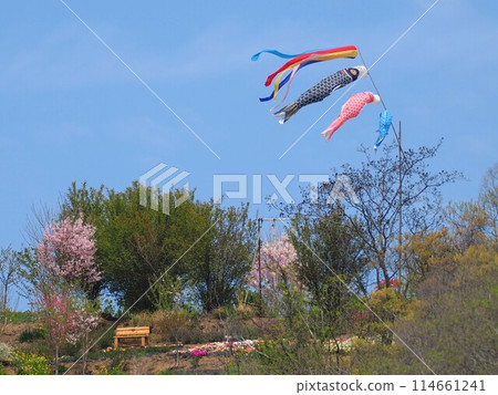 Carp streamers in the flower fields in the sky [Shishima, Takuma-cho, Mitoyo-shi, Kagawa Prefecture] 114661241