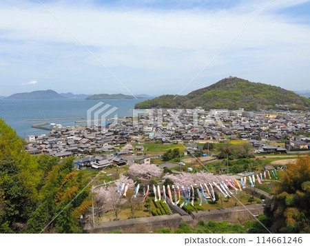 Cherry blossoms and carp streamers at Myojingawa Sabo Park [Takuma Town, Mitoyo City, Kagawa Prefecture] 114661246