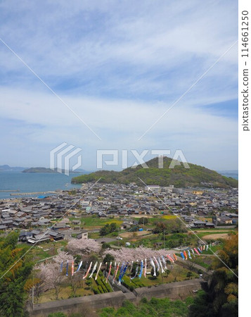 Cherry blossoms and carp streamers at Myojingawa Sabo Park [Takuma Town, Mitoyo City, Kagawa Prefecture] 3 114661250