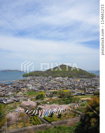 Cherry blossoms and carp streamers at Myojingawa Sabo Park [Takuma Town, Mitoyo City, Kagawa Prefecture] 4 114661253