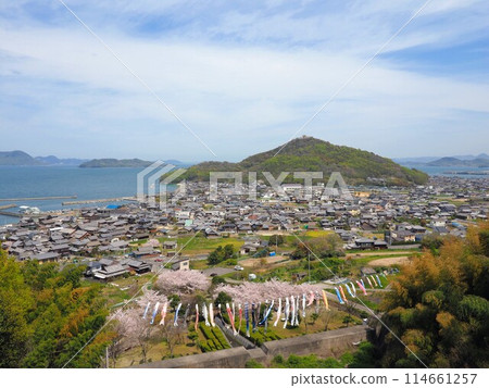 Cherry blossoms and carp streamers at Myojingawa Sabo Park [Takuma Town, Mitoyo City, Kagawa Prefecture] 6 114661257