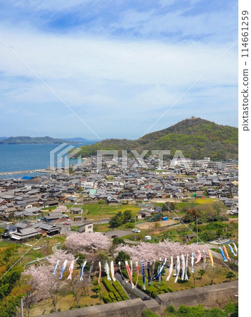 Cherry blossoms and carp streamers at Myojingawa Sabo Park [Takuma Town, Mitoyo City, Kagawa Prefecture] 7 114661259