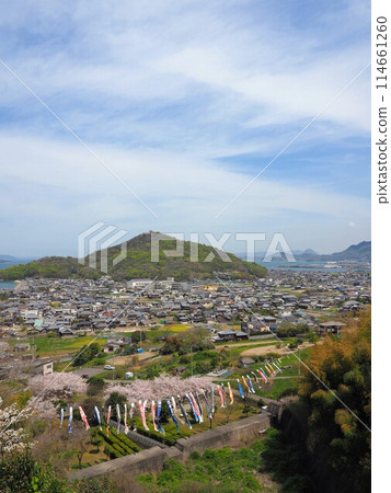 Cherry blossoms and carp streamers at Myojingawa Sabo Park [Takuma Town, Mitoyo City, Kagawa Prefecture] 8 114661260