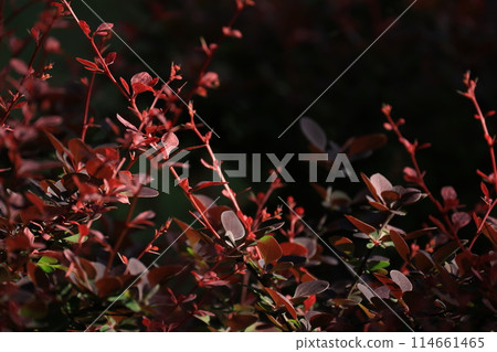 Close-up of red barberry leaves 114661465