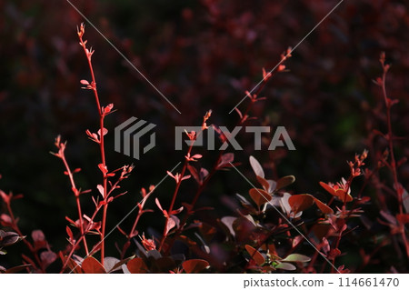紅色紅色小檁葉的特寫 紅色紅色小檁葉的特寫 114661470