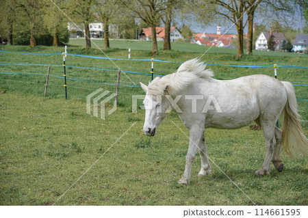 A horse in a pasture walks through the meadow in search of food. A horse in a pasture walks through the meadow in search of food. 114661595
