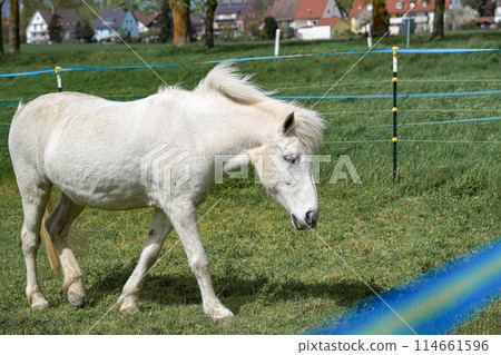A horse in a pasture walks through the meadow in search of food. A horse in a pasture walks through the meadow in search of food. 114661596