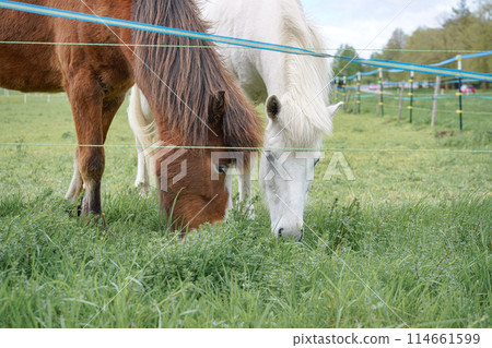 A horse grazes in a meadow and eats green grass. 114661599