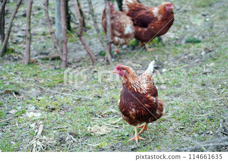 Chickens run around on the grass in a fenced chicken coop. Chickens run around on the grass in a fenced chicken coop. 114661635