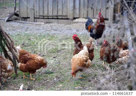 Chickens run around on the grass in a fenced chicken coop. Chickens run around on the grass in a fenced chicken coop. 114661637