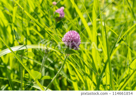 盛開在田野裡的紅三葉草 盛開在田野裡的紅三葉草 114661854