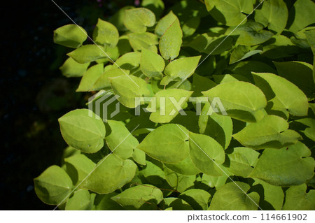 Yellow anchor grass leaves and a thin layer of morning dew. The leaves and stems are medicinal for neurasthenia, amnesia, aphrodisiac and tonic. 114661902