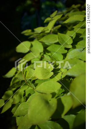 錨草（黃花錨草）的葉子和一層薄薄的晨露。葉、莖具有治療神經衰弱、健忘、強直、強直等功效。 114662007