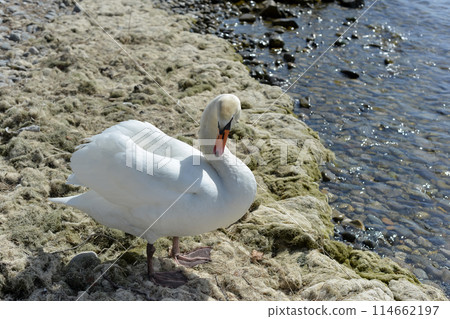 A swan walks along the shore of a reservoir in search of food. 114662197