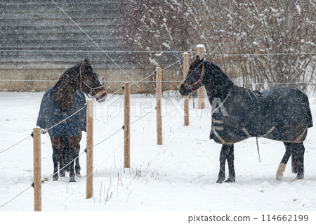 Horses in winter coats play and gallop around the paddock under the falling snow. 114662199