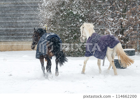Horses in winter coats play and gallop around the paddock under the falling snow. 114662200