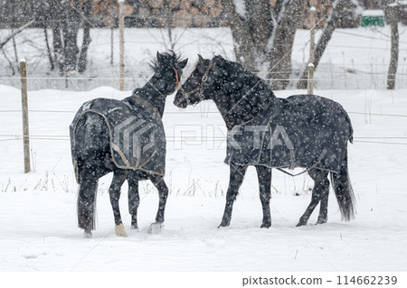 Horses in winter coats play and gallop around the paddock under the falling snow. Horses in winter coats play and gallop around the paddock under the falling snow. 114662239