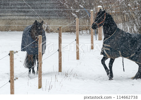 Horses in winter coats play and gallop around the paddock under the falling snow. 114662738