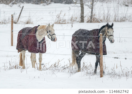 Horses in winter coats play and gallop around the paddock under the falling snow. 114662742