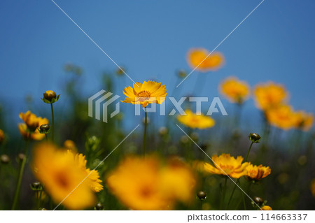yellow flowers in a field of green grass with a blue sky background. 114663337