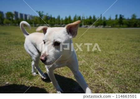 White dog playing on the grass in the park.  114663501