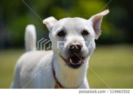 a dog with a red collar is smiling and the camera is showing. 114663502