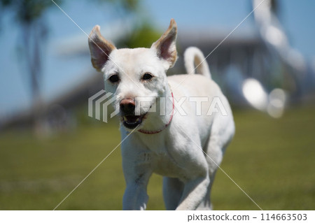 a white dog with a red collar is running on a field. 114663503