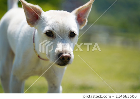 White dog portrait on the green meadow, shallow depth of field White dog portrait on the green meadow, shallow depth of field 114663506
