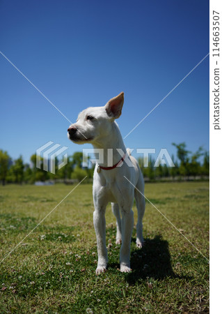 a white dog with a red collar stands on a grass field. a white dog with a red collar stands on a grass field. 114663507