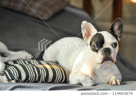dog or French bulldog , sleepy French bulldog in the bed 114663674