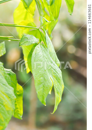 Syngonium podophyllum, Arrowhead Vine or Goosefoot Plant or Araceae or bicolor syngonium and rain droplet 114663681