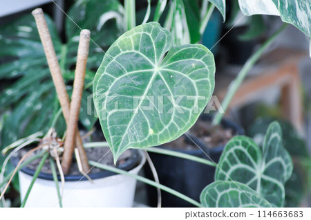 Anthurium clarinervium, Anthurium crystallinum or Anthurium hybrid Anthurium clarinervium, Anthurium crystallinum or Anthurium hybrid 114663683