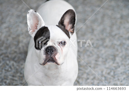dog or french bulldog at home,looking French bulldog 114663693
